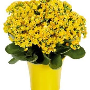 Yellow Kalanchoe plant