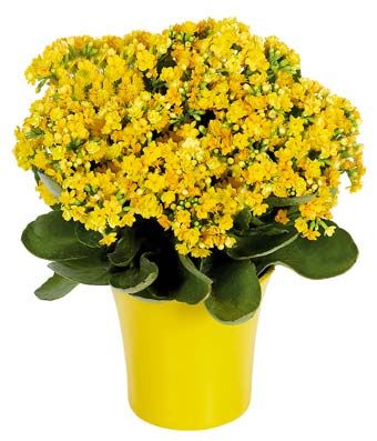 Yellow Kalanchoe plant