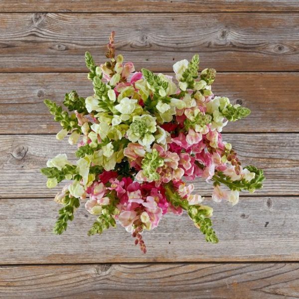 Very Important Bouquet with a colorful arrangement of snapdragons