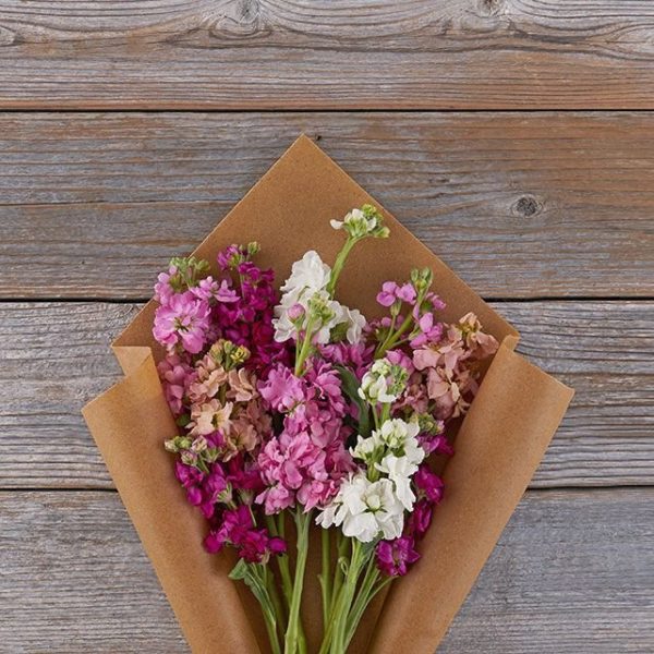 This Classic-Sized Bouquet contains purple, pink & white matthiolas.