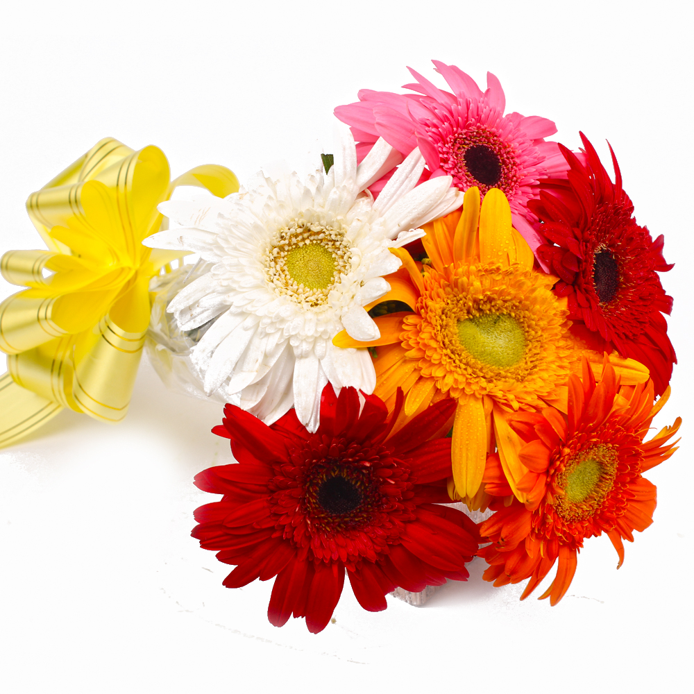 Six Mix Color Gerberas with Cellophane Packing – Same Day Delivery