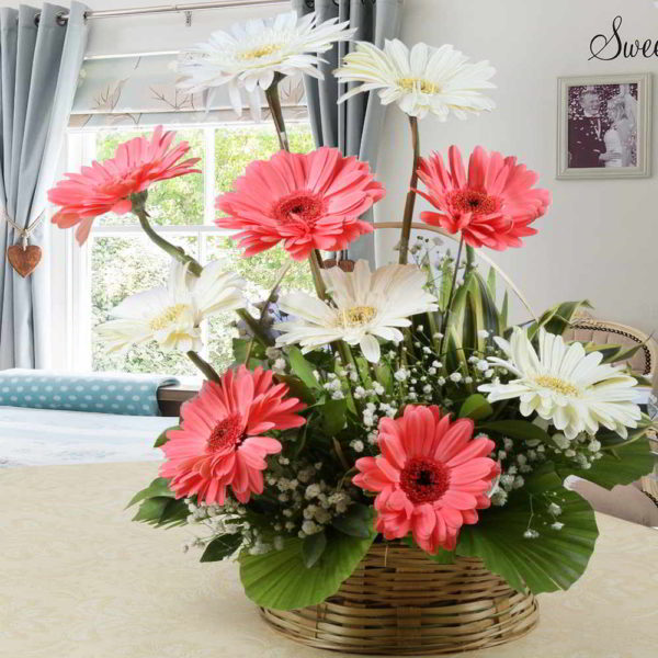 Arrangement of Pink and White Gerberas - Same Day Delivery