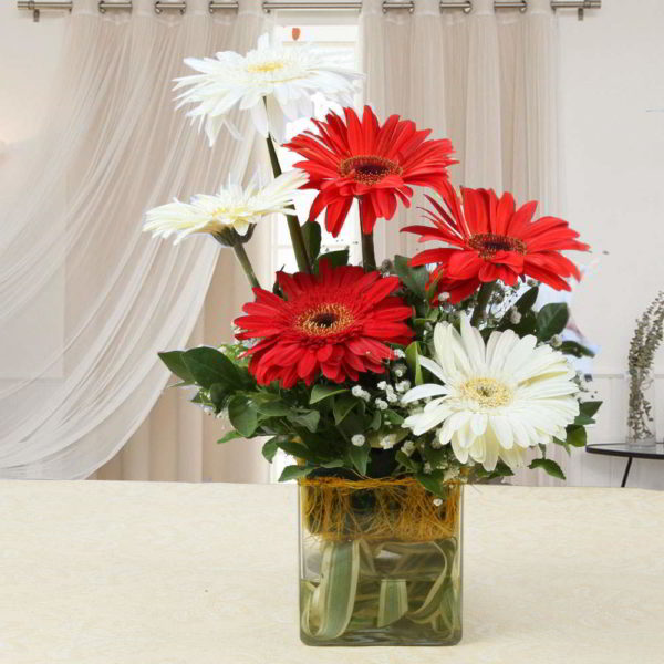 Red and White Gerberas in a Glass Vase - Same Day Delivery