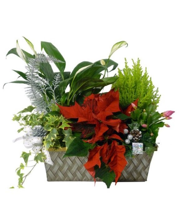 Seasons Greetings Planter Basket
